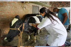योगी सरकार की बड़ी पहल, हर जिले में गोवंश के लिए बनेगा इमरजेंसी रेस्क्यू सिस्टम