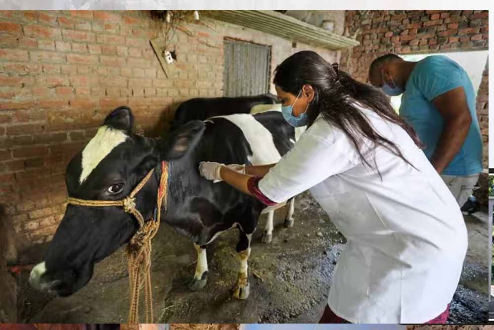 योगी सरकार की बड़ी पहल, हर जिले में गोवंश के लिए बनेगा इमरजेंसी रेस्क्यू सिस्टम