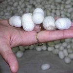 सिल्क प्रोडक्शन में चीन को पीछे छोड़ने की तैयारी, MSME को मिलेगी सब्सिडी सिल्क प्रोडक्शन में चीन को पीछे छोड़ने की तैयारी, MSME को मिलेगी सब्सिडी