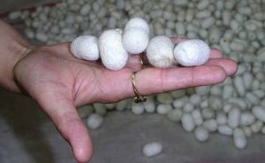 सिल्क प्रोडक्शन में चीन को पीछे छोड़ने की तैयारी, MSME को मिलेगी सब्सिडी सिल्क प्रोडक्शन में चीन को पीछे छोड़ने की तैयारी, MSME को मिलेगी सब्सिडी