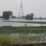 क्रॉप कटिंग नहीं होने का बहाना पड़ा महंगा, बीमा कंपनी किसान को देगी 88,788 रुपये