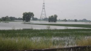 क्रॉप कटिंग नहीं होने का बहाना पड़ा महंगा, बीमा कंपनी किसान को देगी 88,788 रुपये