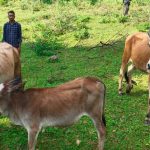 सेवा की कहानी : उन्नत नस्ल की गाय ने खोली अतिरिक्त आय की राह, आत्मनिर्भर बने सन्ना के ओम प्रकाश
