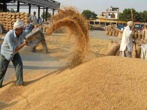 धान किसानों की बढ़ी परेशानी, पोर्टल पर खेत में धान की जगह दिख रहा गन्ना