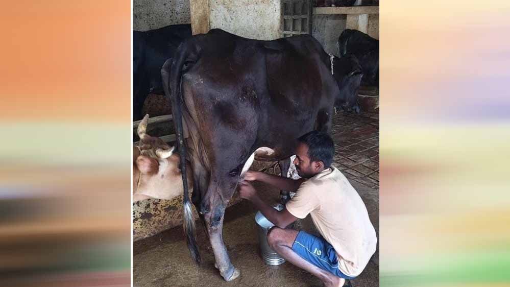 राष्ट्रीय कृत्रिम गर्भाधान कार्यक्रम से बदली योहिनापाली के नीलाम्बर की किस्मत