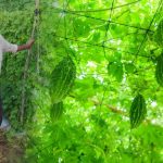 करेले की उन्नत खेती से चमकी किसान नारायण प्रसाद वर्मा की किस्मत