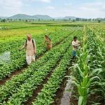 एलोवेरा-अश्वगंधा की खेती पर मिलेगा ₹36 हजार प्रति हेक्टेयर अनुदान एलोवेरा-अश्वगंधा की खेती पर मिलेगा ₹36 हजार प्रति हेक्टेयर अनुदान