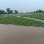 बाढ़ का पानी निकलने के बाद सामने आई तबाही की तस्वीर, सैकड़ों एकड़ धान की फसल नष्ट