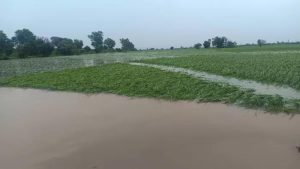 बाढ़ का पानी निकलने के बाद सामने आई तबाही की तस्वीर, सैकड़ों एकड़ धान की फसल नष्ट