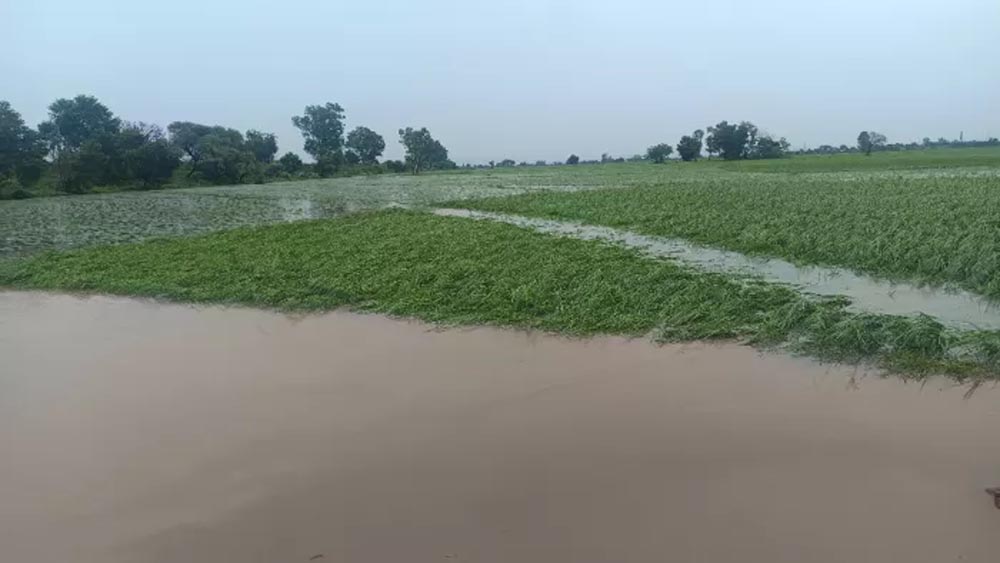 बाढ़ का पानी निकलने के बाद सामने आई तबाही की तस्वीर, सैकड़ों एकड़ धान की फसल नष्ट बाढ़ का पानी निकलने के बाद सामने आई तबाही की तस्वीर, सैकड़ों एकड़ धान की फसल नष्ट