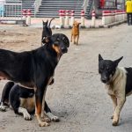 गाजियाबाद में स्ट्रीट डॉग्स की नसबंदी और टीकाकरण पर सवाल, सूचना आयुक्त ने निगम से मांगे दस्तावेज