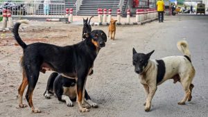 गाजियाबाद में स्ट्रीट डॉग्स की नसबंदी और टीकाकरण पर सवाल, सूचना आयुक्त ने निगम से मांगे दस्तावेज
