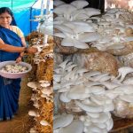 आत्मनिर्भरता की नई मिसाल- खेतों से मशरूम उत्पादन तक मिथिला दीदी ने लिखी सफलता की नई कहानी आत्मनिर्भरता की नई मिसाल- खेतों से मशरूम उत्पादन तक मिथिला दीदी ने लिखी सफलता की नई कहानी