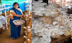 आत्मनिर्भरता की नई मिसाल- खेतों से मशरूम उत्पादन तक मिथिला दीदी ने लिखी सफलता की नई कहानी आत्मनिर्भरता की नई मिसाल- खेतों से मशरूम उत्पादन तक मिथिला दीदी ने लिखी सफलता की नई कहानी