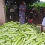 बिहान से बदली राह 35 महिला किसानों ने 600 क्विंटल सब्जी उगाकर लिखी सफलता की नई कहानी