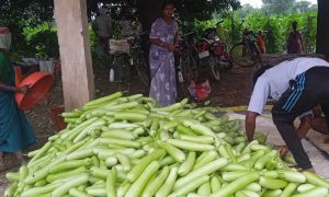 बिहान से बदली राह 35 महिला किसानों ने 600 क्विंटल सब्जी उगाकर लिखी सफलता की नई कहानी