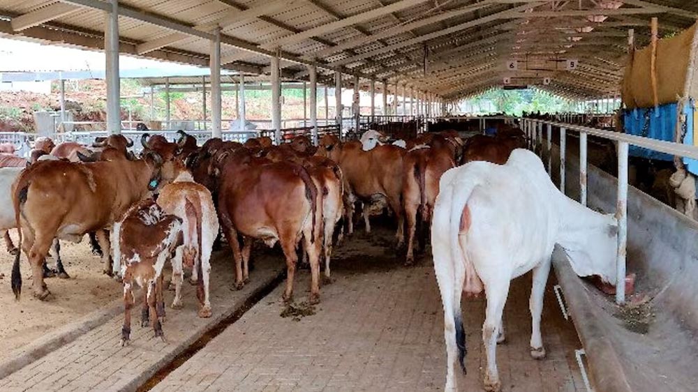 बिहार में पशुपालकों को बड़ी सौगात, लखीसराय में बनेगा 50 लाख डोज क्षमता वाला स्टेशन बिहार में पशुपालकों को बड़ी सौगात, लखीसराय में बनेगा 50 लाख डोज क्षमता वाला स्टेशन