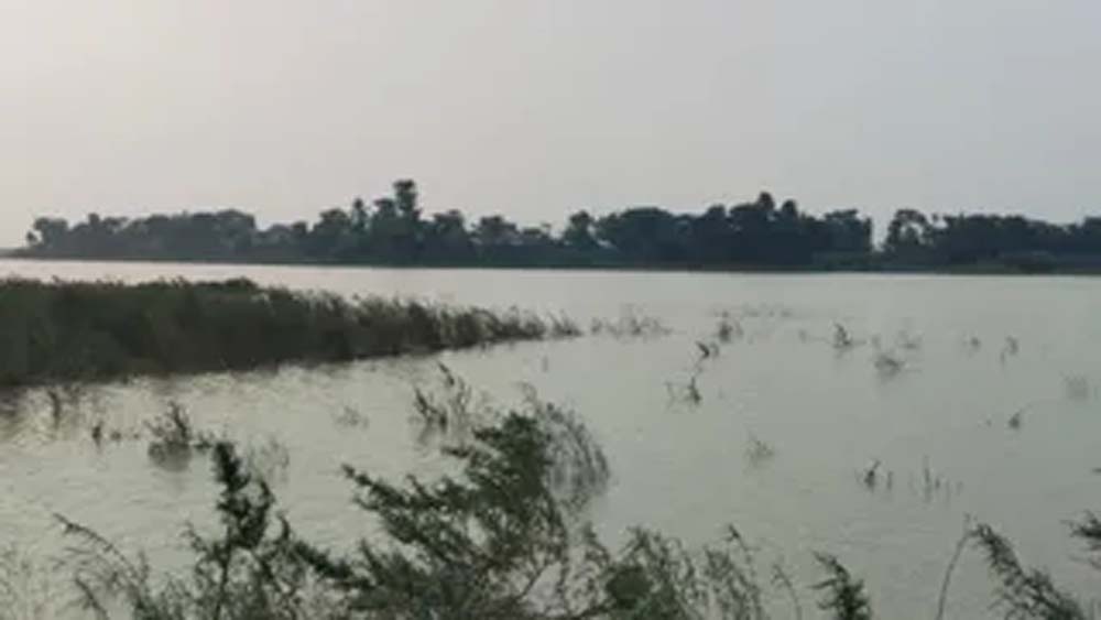 कोसी की बाढ़ ने मचाई तबाही, आलमनगर-चौसा में 6564 हेक्टेयर धान की फसल बर्बाद