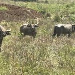 बांधवगढ़ में बढ़ रहा गौर का कुनबा, कान्हा में वन भैंसा पुनर्स्थापना से मजबूत होगा पारिस्थितिकी तंत्र
