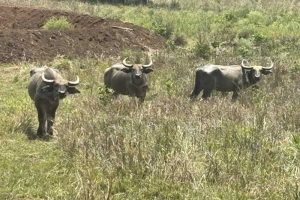 बांधवगढ़ में बढ़ रहा गौर का कुनबा, कान्हा में वन भैंसा पुनर्स्थापना से मजबूत होगा पारिस्थितिकी तंत्र
