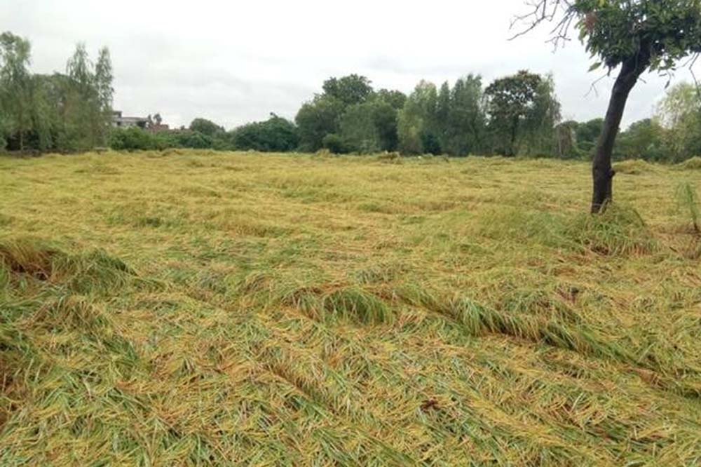 बारिश से फसल बर्बाद, CM साय ने दिया भरोसा- सर्वे के बाद मिलेगा मुआवजा