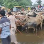 किसानों के मवेशी लेकर पहुंचते ही घबराए अधिकारी, मौके पर समाधान किसानों के मवेशी लेकर पहुंचते ही घबराए अधिकारी, मौके पर समाधान