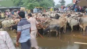 किसानों के मवेशी लेकर पहुंचते ही घबराए अधिकारी, मौके पर समाधान किसानों के मवेशी लेकर पहुंचते ही घबराए अधिकारी, मौके पर समाधान
