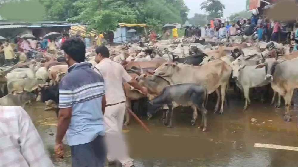 किसानों के मवेशी लेकर पहुंचते ही घबराए अधिकारी, मौके पर समाधान किसानों के मवेशी लेकर पहुंचते ही घबराए अधिकारी, मौके पर समाधान