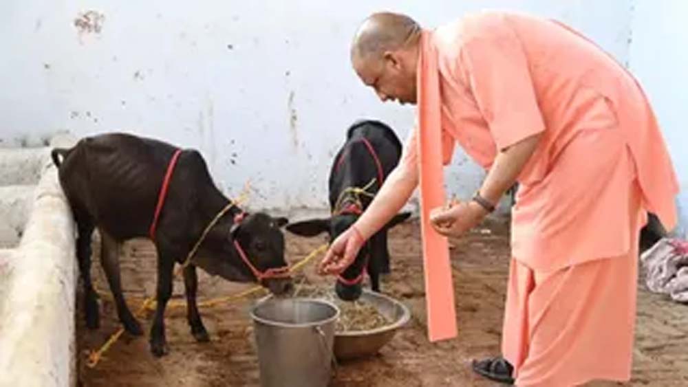 गोशालाओं को अब संरक्षण के साथ बनाया जाएगा आत्मनिर्भरता का मॉडल गोशालाओं को अब संरक्षण के साथ बनाया जाएगा आत्मनिर्भरता का मॉडल