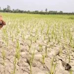 हरियाणा में मानसून कमजोर, 23% कम हुई बारिश; किसानों की बढ़ी चिंता हरियाणा में मानसून कमजोर, 23% कम हुई बारिश; किसानों की बढ़ी चिंता
