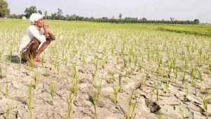 हरियाणा में मानसून कमजोर, 23% कम हुई बारिश; किसानों की बढ़ी चिंता हरियाणा में मानसून कमजोर, 23% कम हुई बारिश; किसानों की बढ़ी चिंता