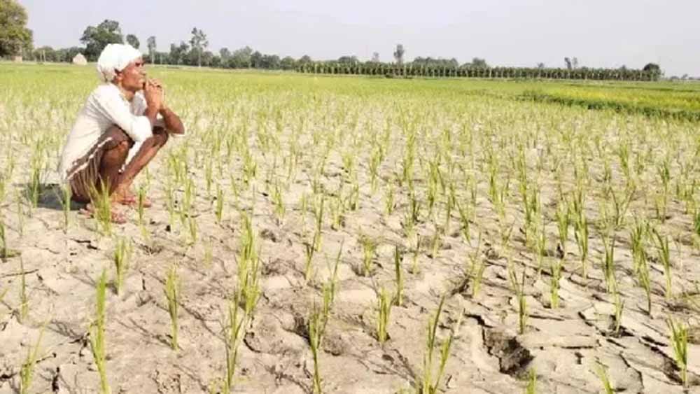 हरियाणा में मानसून कमजोर, 23% कम हुई बारिश; किसानों की बढ़ी चिंता