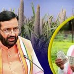 भावांतर योजना में बाजरे की खरीद ₹2900 प्रति क्विंटल