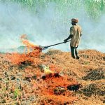 पराली प्रबंधन पर बाजवा का सुझाव, किसानों को ₹100 प्रति क्विंटल प्रोत्साहन देने की मांग