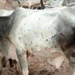 लंपी वायरस को लेकर हरियाणा में अलर्ट, सीमावर्ती इलाके सील; पशुओं की खरीद-फरोख्त पर ब्रेक
