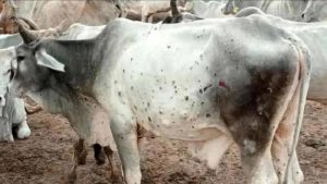 लंपी वायरस को लेकर हरियाणा में अलर्ट, सीमावर्ती इलाके सील; पशुओं की खरीद-फरोख्त पर ब्रेक