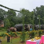 गजराजों के विश्राम और सेवा का पर्व, ‘हाथी पुनर्यौवनीकरण’ कैंप-2026 का हुआ शुभारंभ गजराजों के विश्राम और सेवा का पर्व, ‘हाथी पुनर्यौवनीकरण’ कैंप-2026 का हुआ शुभारंभ