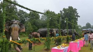 गजराजों के विश्राम और सेवा का पर्व, ‘हाथी पुनर्यौवनीकरण’ कैंप-2026 का हुआ शुभारंभ गजराजों के विश्राम और सेवा का पर्व, ‘हाथी पुनर्यौवनीकरण’ कैंप-2026 का हुआ शुभारंभ