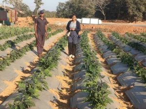 रायगढ़ के किसान ने ग्राफ्टेड टमाटर और बैंगन की खेती से कमाए 4.25 लाख