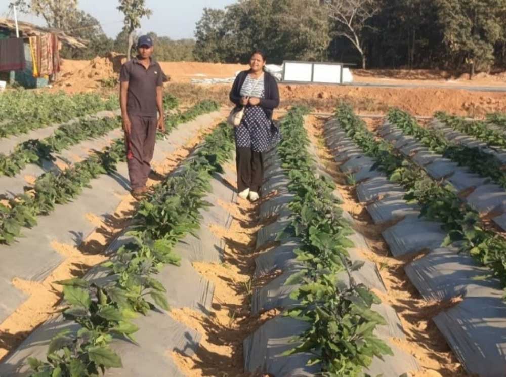 रायगढ़ के किसान ने ग्राफ्टेड टमाटर और बैंगन की खेती से कमाए 4.25 लाख