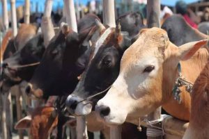 गऊ रक्षा के लिये जनप्रतिनिधि एवं आम जन आगे आये गऊ रक्षा के लिये जनप्रतिनिधि एवं आम जन आगे आये