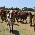 गोशालाओं में होंगे मांगलिक कार्यक्रम, गो-पर्यटन से गांवों को मिलेगा नया रोजगार