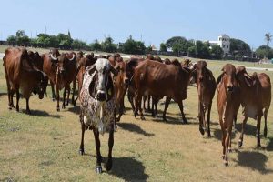 गोशालाओं में होंगे मांगलिक कार्यक्रम, गो-पर्यटन से गांवों को मिलेगा नया रोजगार