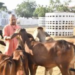 गोवंश को दुलारकर गुड़ खिलाया गोरक्षपीठाधीश्वर ने