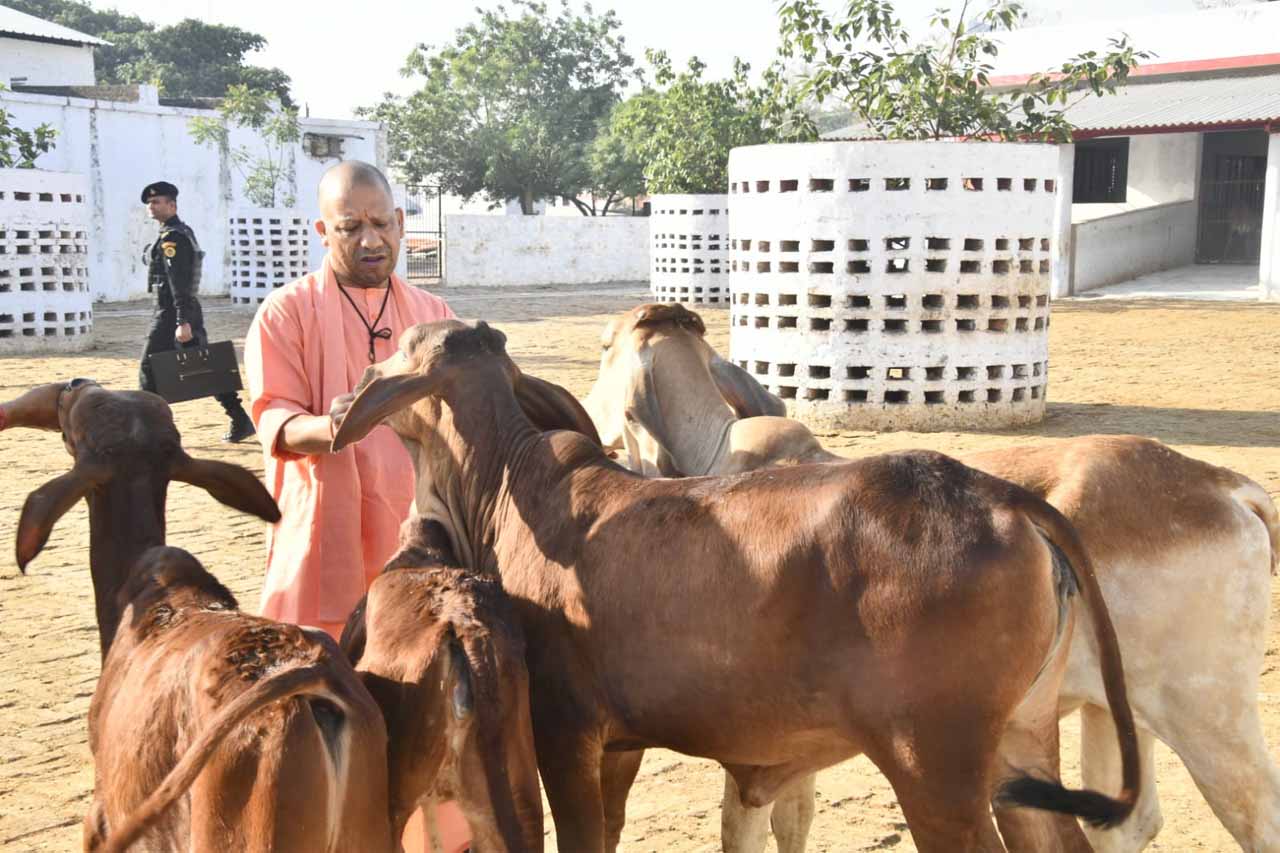 गोवंश को दुलारकर गुड़ खिलाया गोरक्षपीठाधीश्वर ने