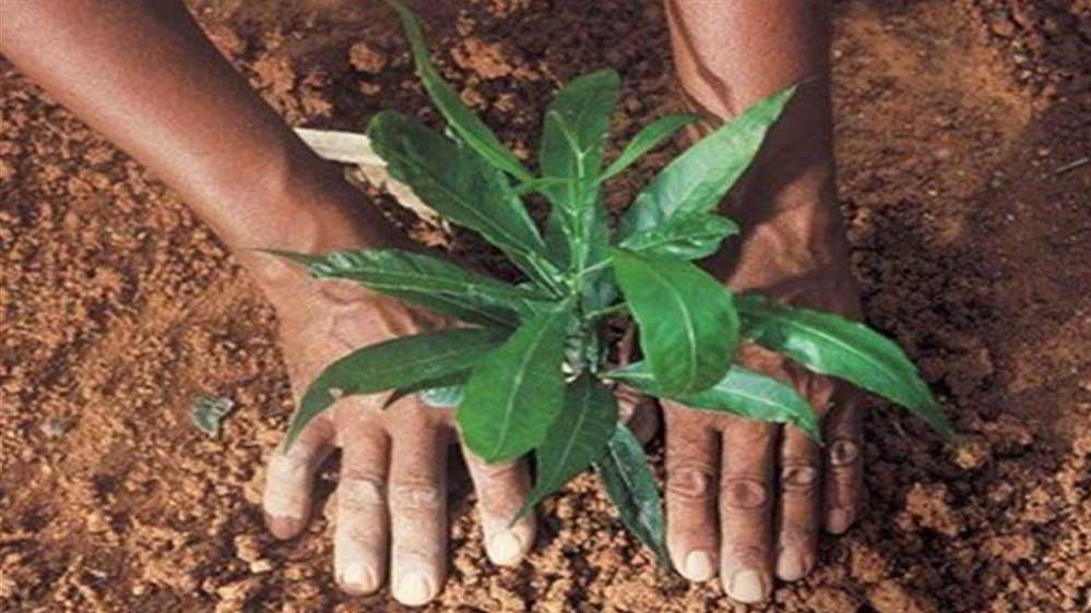 संकल्प से सिद्धि तक: पर्यावरण बचाने को पत्रकारों ने निभाई ऐतिहासिक जिम्मेदारी