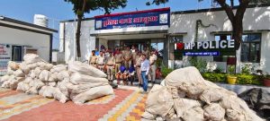 अलीराजपुर में नशे के अवैध कारोबार पर पुलिस का बड़ा प्रहार, 20 क्विंटल से ज्यादा गांजे के पौधे जब्त