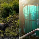 MP News: कान्हा के सूपखार में जंगली भैंसों की वापसी, काजीरंगा से लाए गए 8 भैंस; 3 साल में 50 बसाने का लक्ष्य MP News: कान्हा के सूपखार में जंगली भैंसों की वापसी, काजीरंगा से लाए गए 8 भैंस; 3 साल में 50 बसाने का लक्ष्य