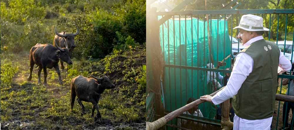 MP News: कान्हा के सूपखार में जंगली भैंसों की वापसी, काजीरंगा से लाए गए 8 भैंस; 3 साल में 50 बसाने का लक्ष्य