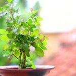 Tulsi Vastu Tips: घर की इस दिशा में भूलकर भी न रखें तुलसी, जानें सही जगह और जरूरी नियम